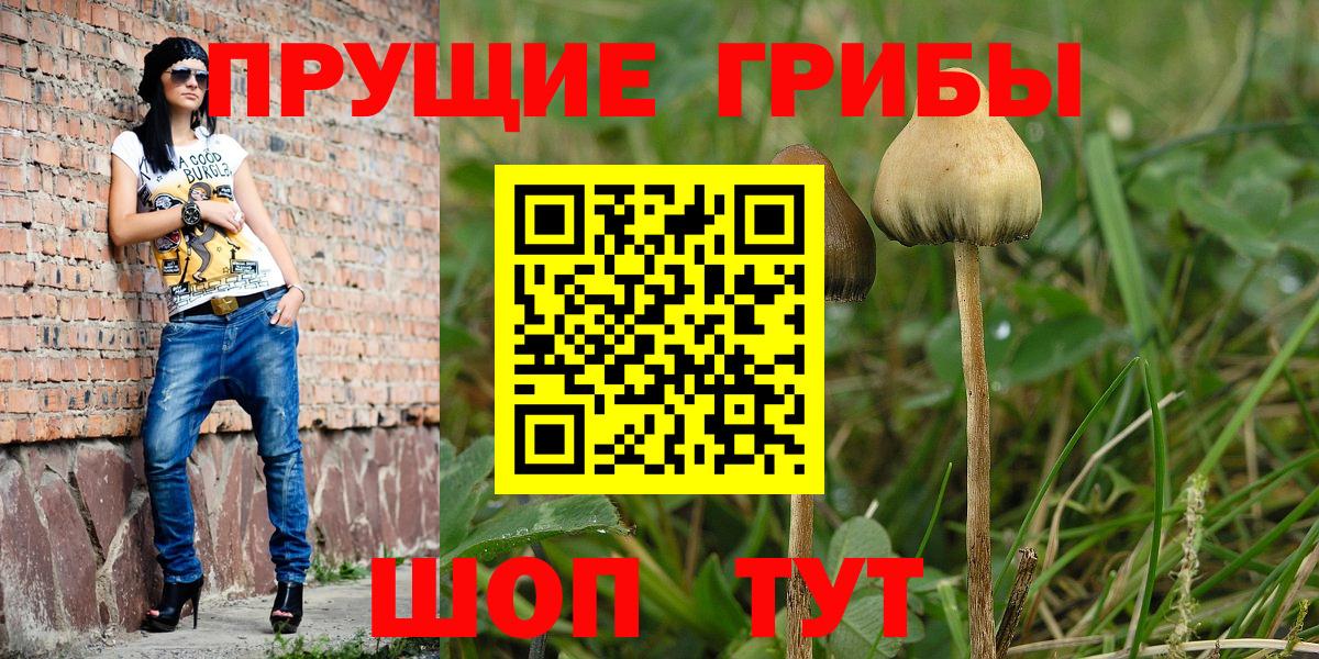 Георгиевск  Псилоцибиновые грибы Psilocybe  Вход с VPN 